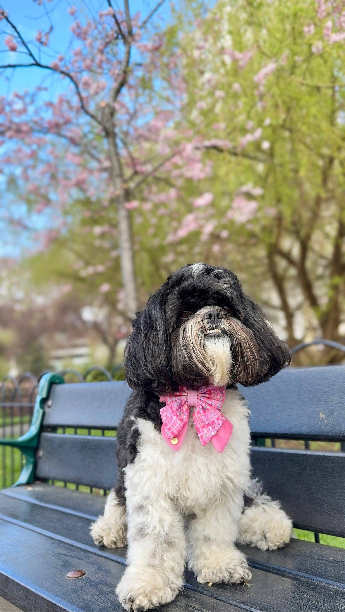 Dog Butterfly Bow: Belgravia Bonbon