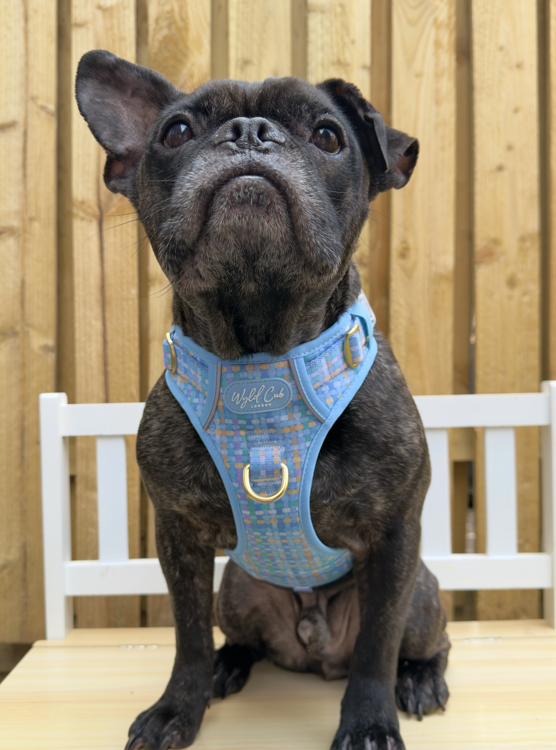 Step & Switch® Dog Harness: Belgravia Macaron