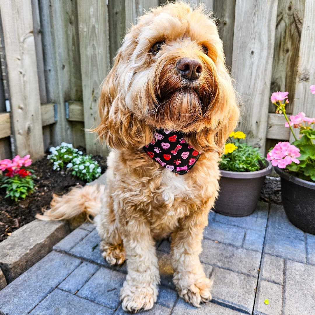 Valentines Candy Hearts Bandana