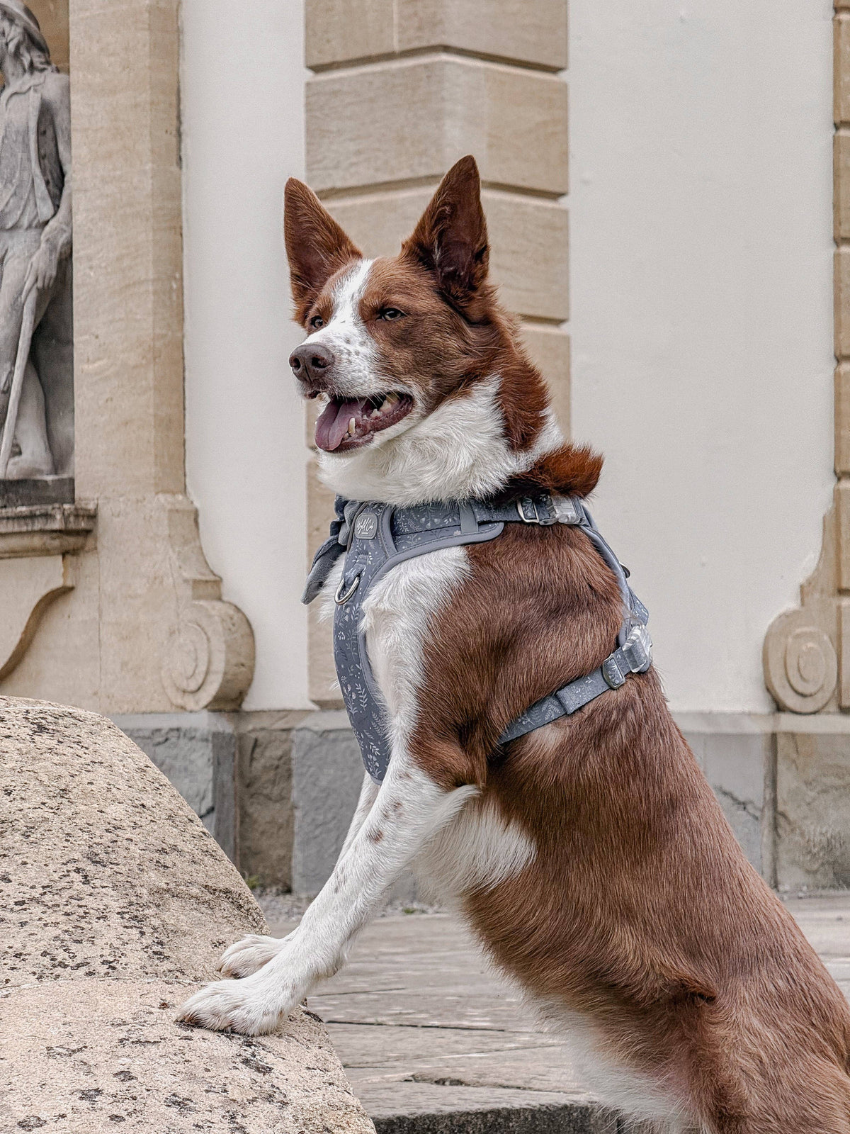 Step & Switch® Dog Harness: Chiswick Dovetail
