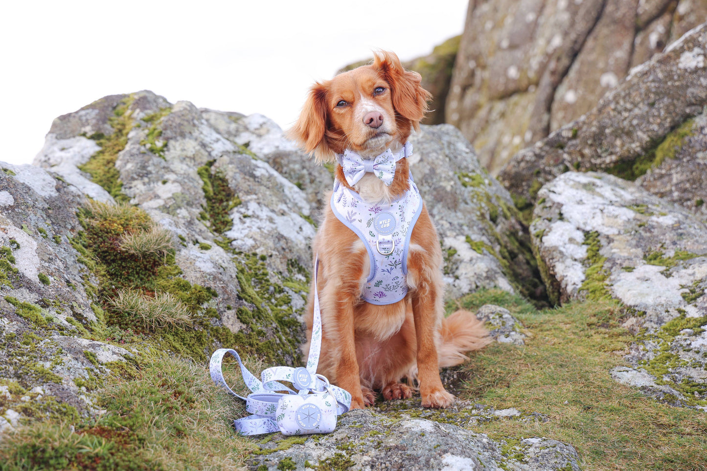 Dog Dickie Bow: Chiswick Thistle