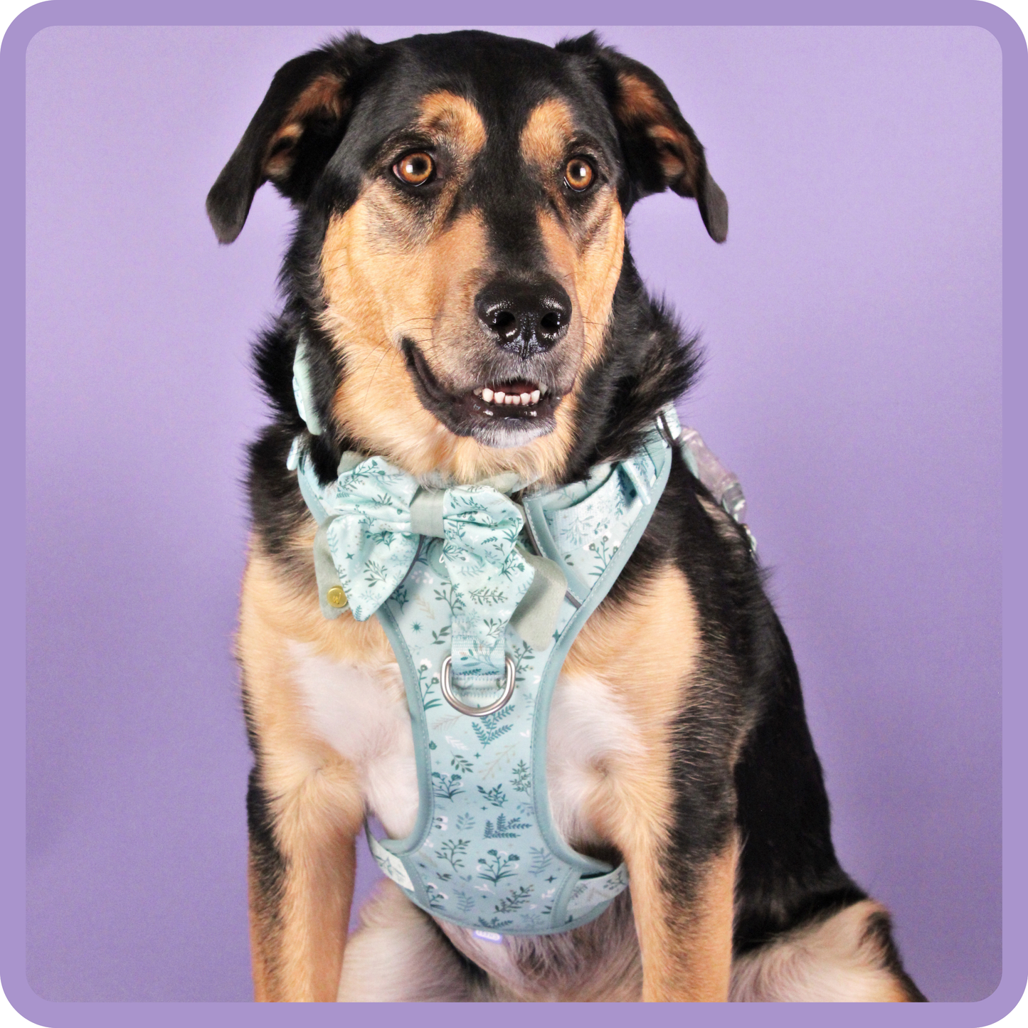 Step & Switch® Dog Harness: Chiswick Pistachio