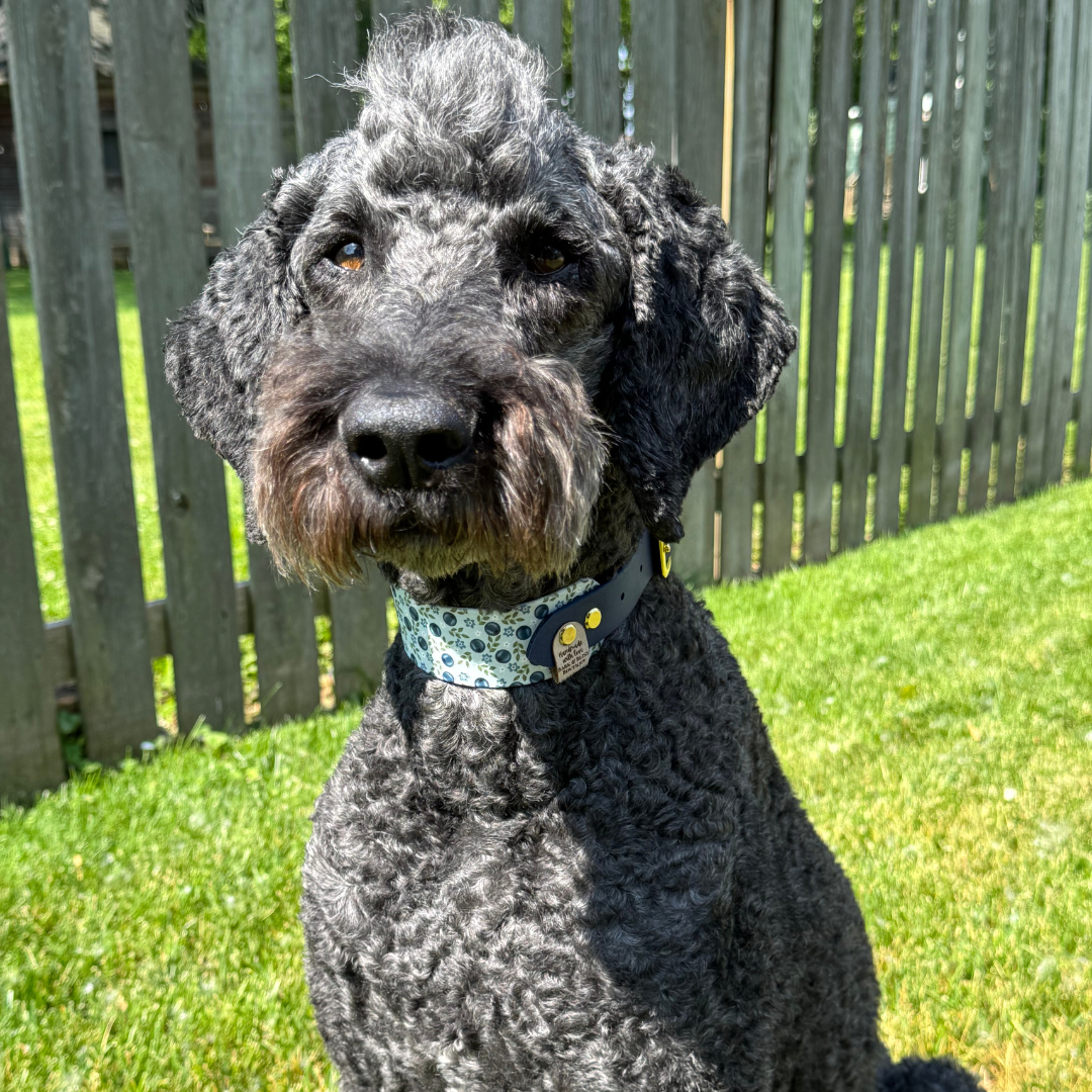 Blueberry Collar