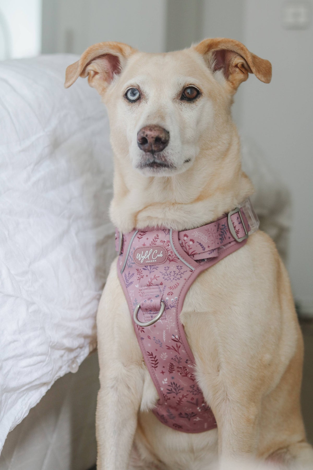 Step & Switch® Dog Harness: Chiswick Rosewood