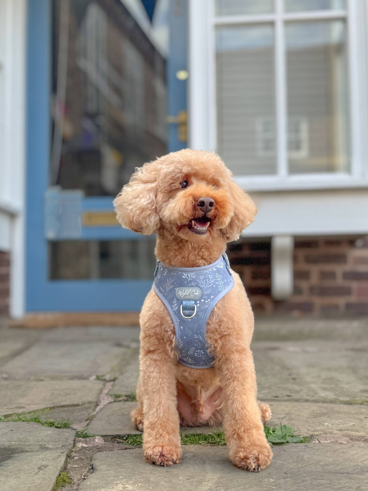 Adjustable Dog Harness: Chiswick Dovetail
