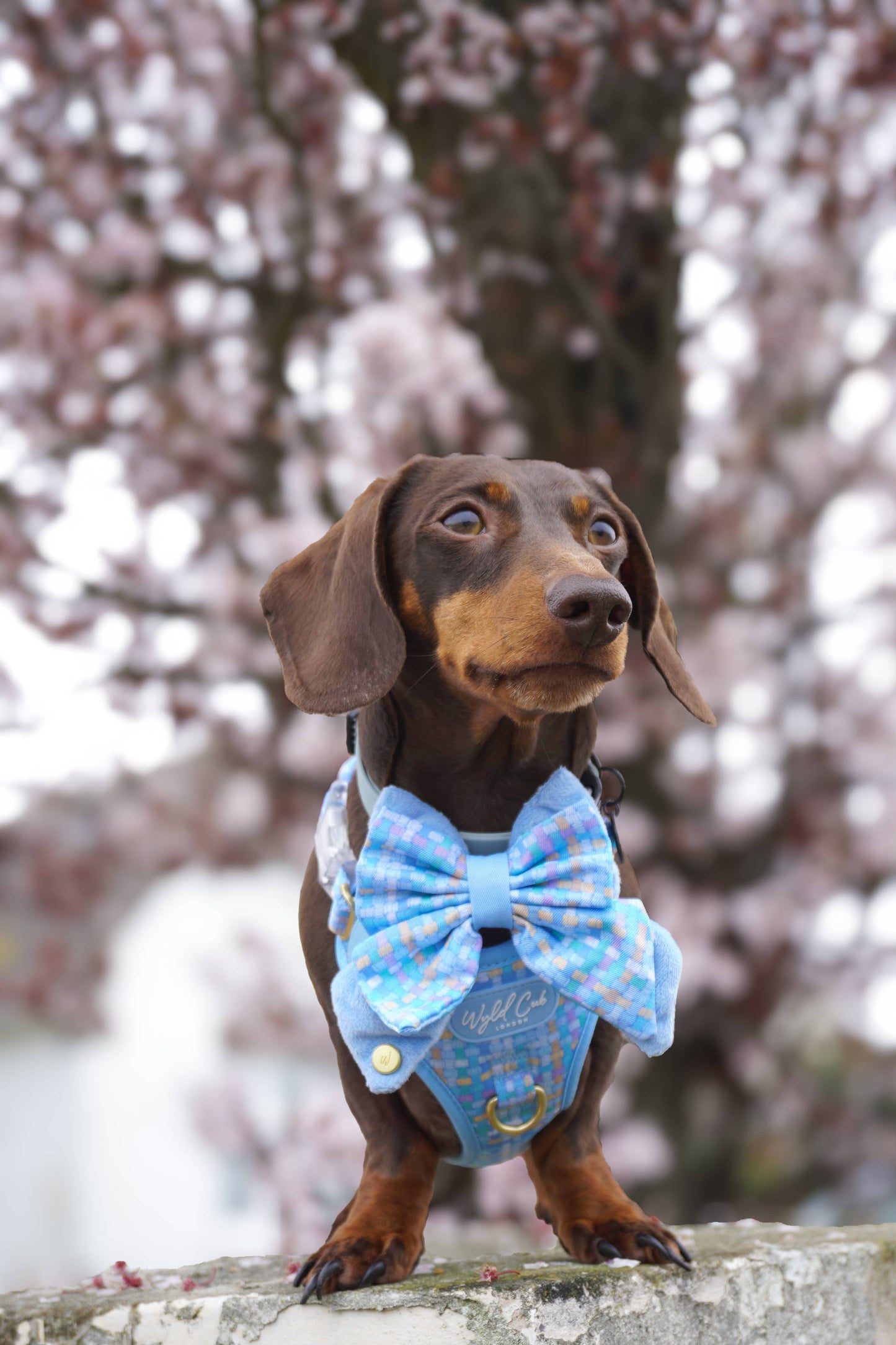 Dog Butterfly Bow: Belgravia Macaron