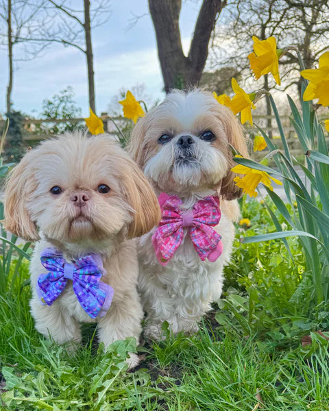 Dog Butterfly Bow: Belgravia Sugarplum
