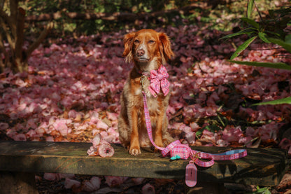 Adjustable Dog Collar: Belgravia Bonbon