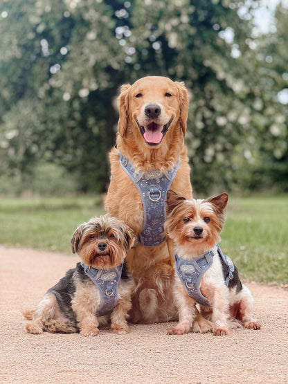 Step & Switch® Dog Harness: Chiswick Dovetail