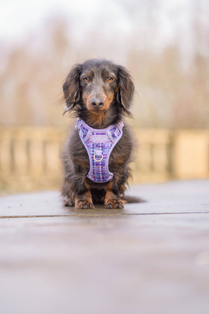 Step & Switch® Dog Harness: Belgravia Sugarplum
