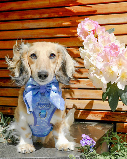 Adjustable Dog Harness: Chiswick Aeris