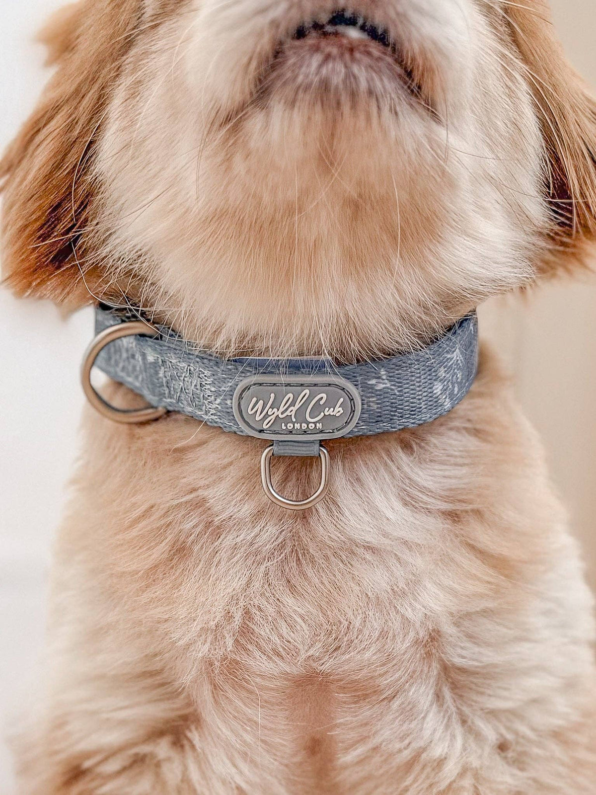Adjustable Dog Collar: Chiswick Dovetail