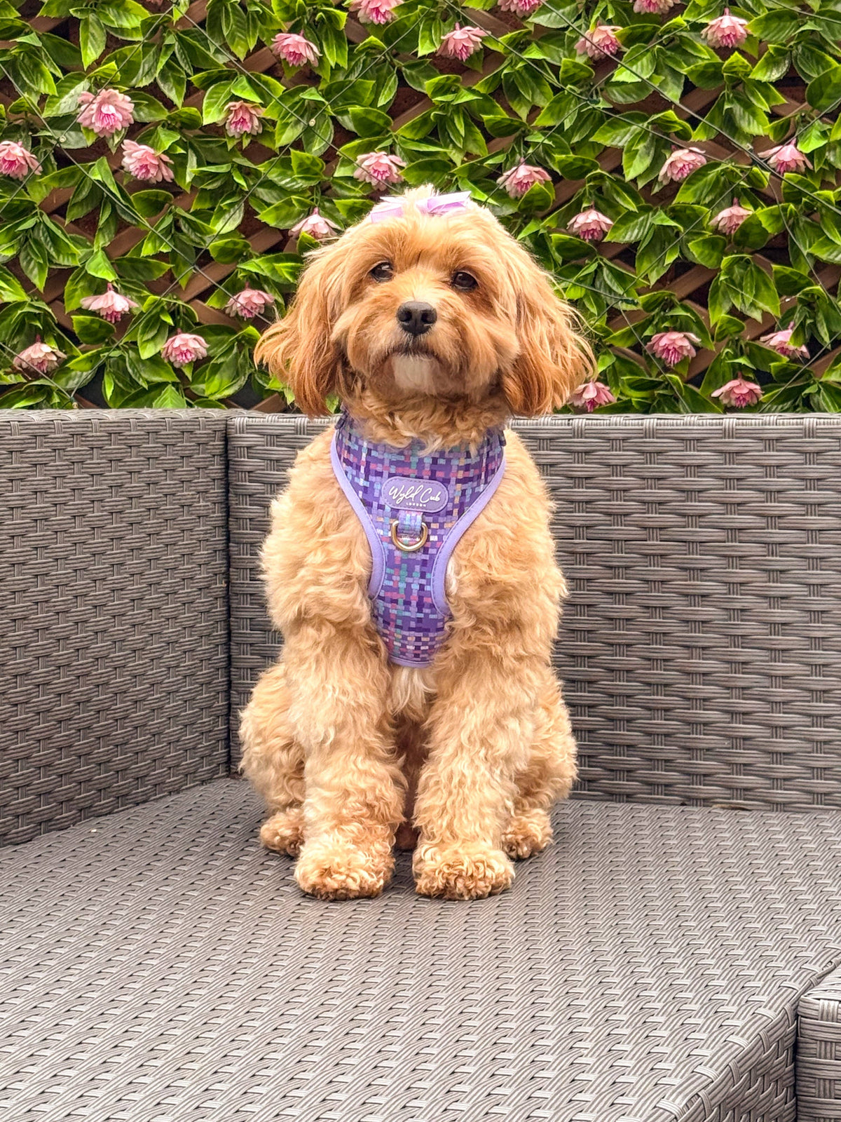 Adjustable Dog Harness: Belgravia Sugarplum