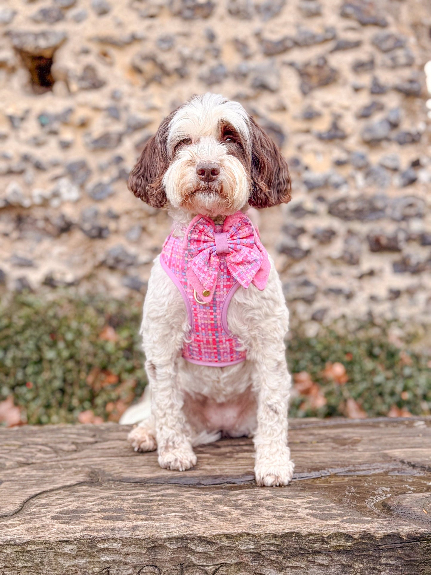 Dog Butterfly Bow: Belgravia Bonbon