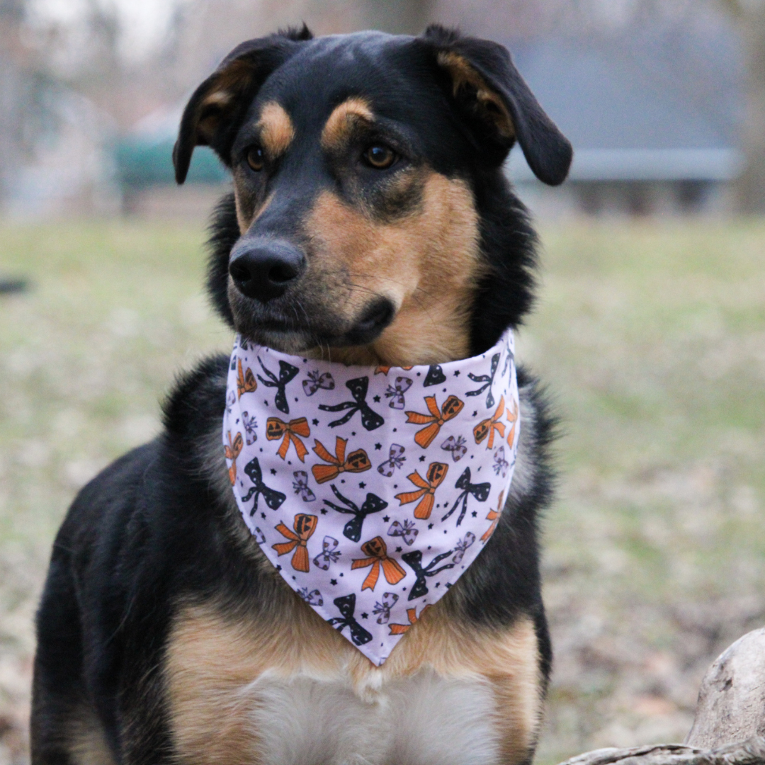 Halloween Bows Bandana