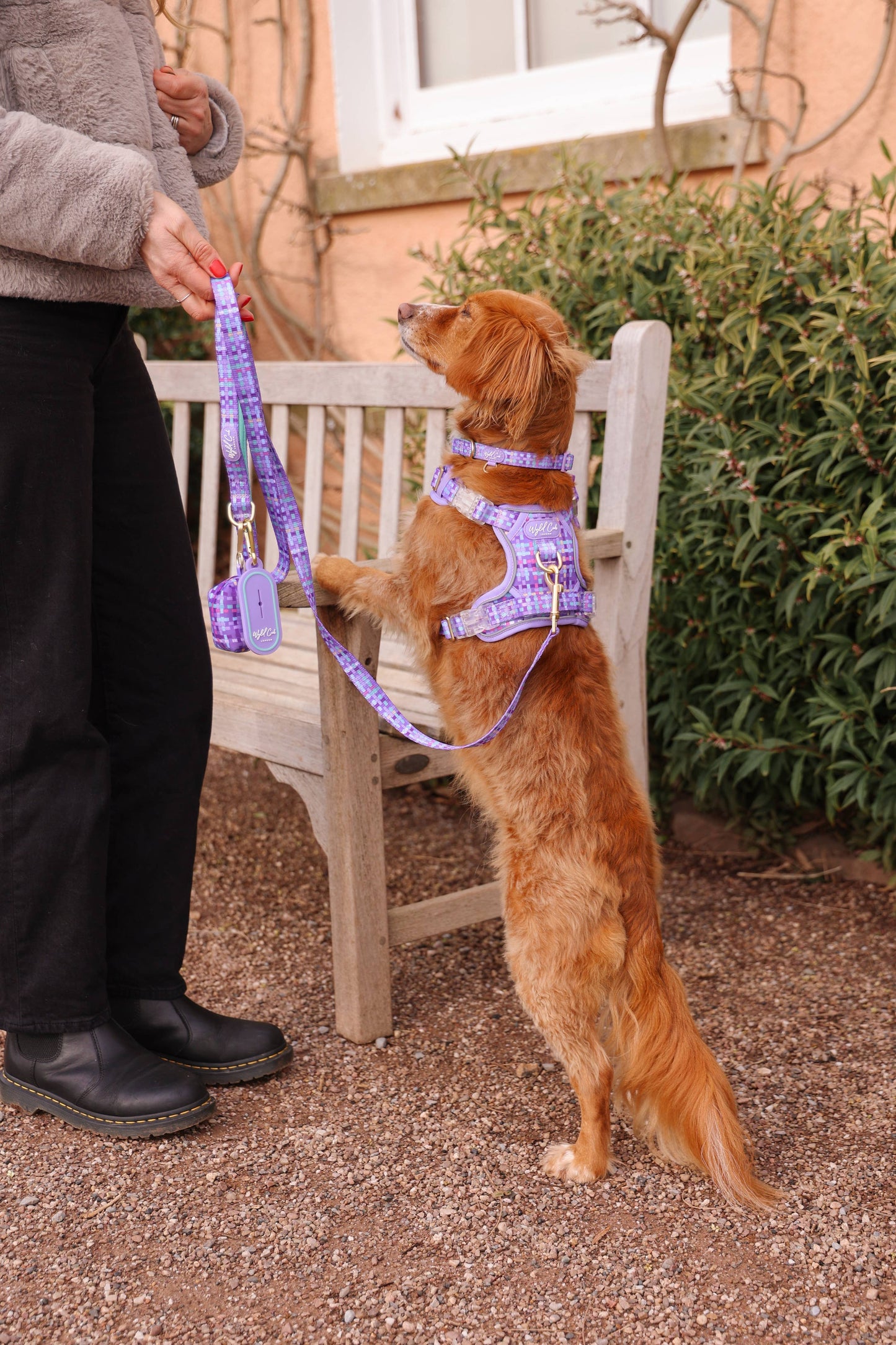 Adjustable Dog Collar: Belgravia Sugarplum