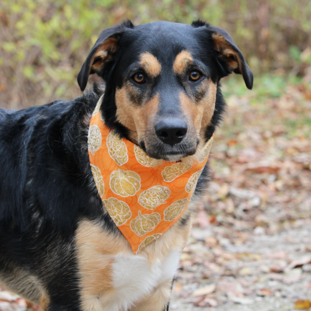 Golden Pumpkin Bandana