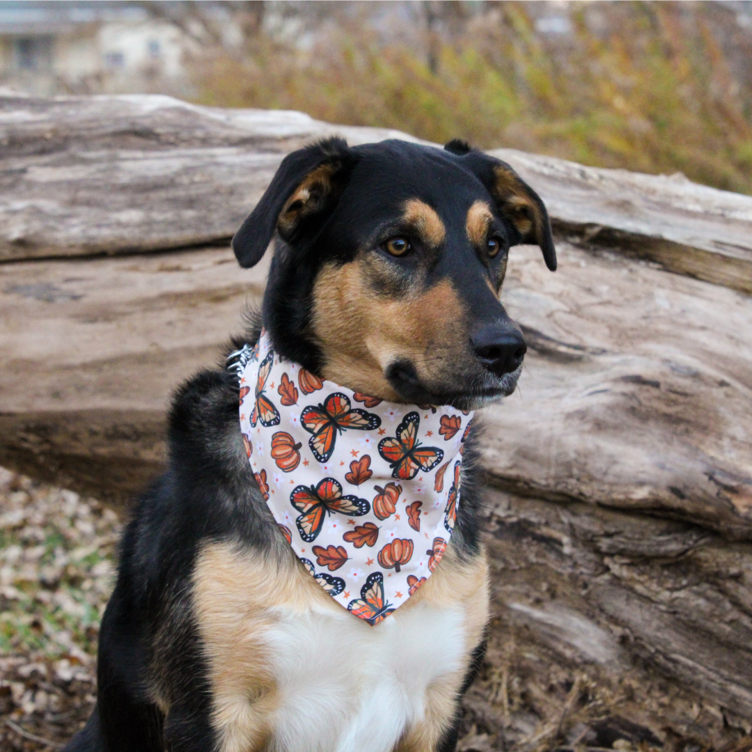 Pumpkins and Butterflies Bandana