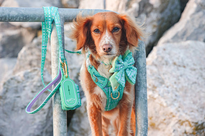 Dog Lead: Belgravia Sweetpea