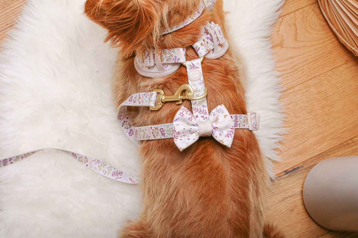 Dog Bow Tie: Chiswick Oyster