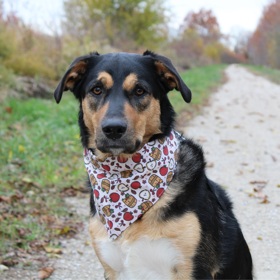 Apple Barrel Bandana