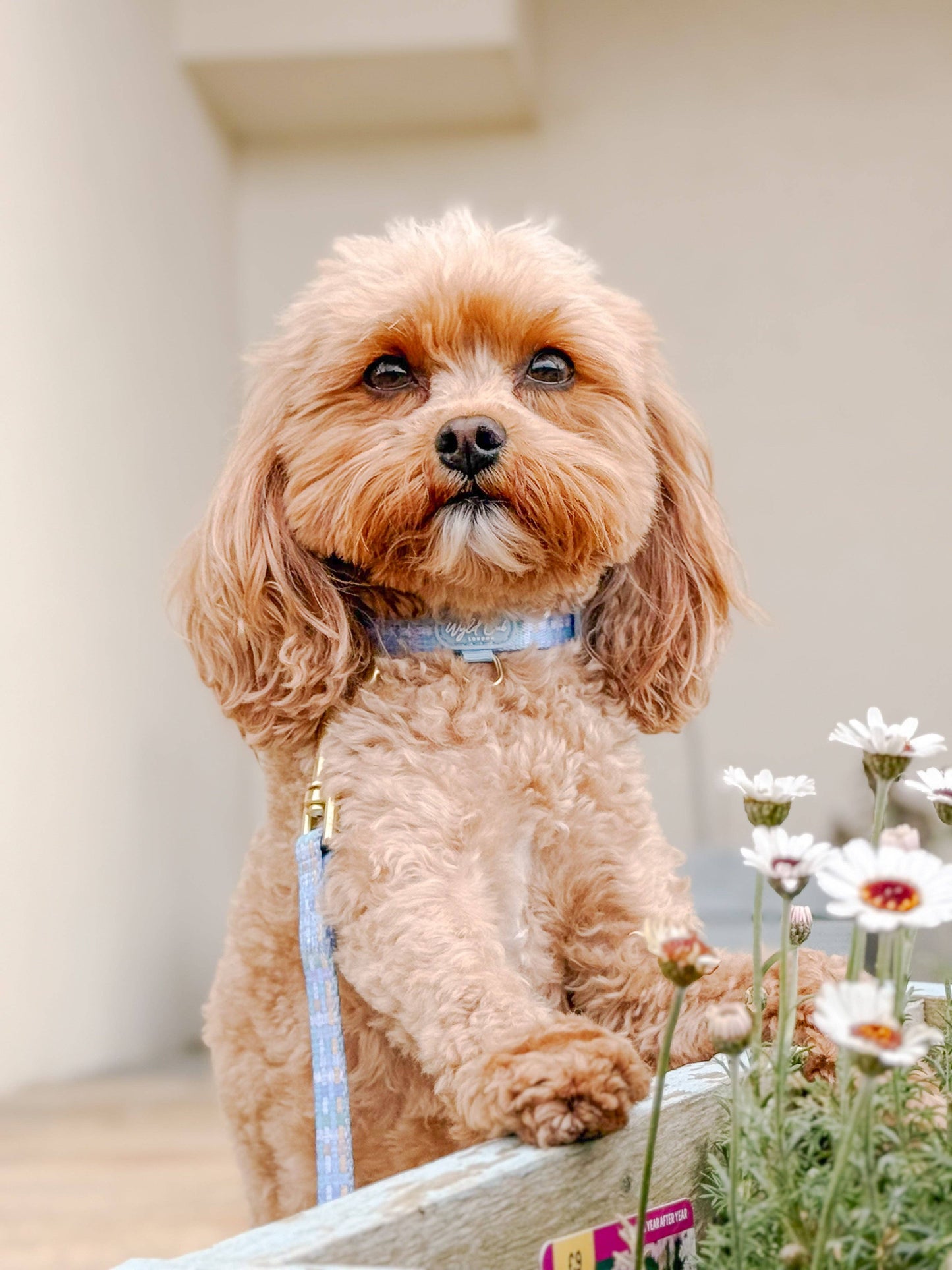 Adjustable Dog Collar: Belgravia Macaron