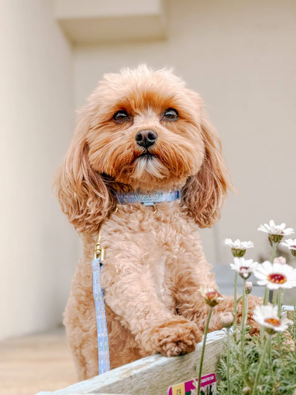 Adjustable Dog Collar: Belgravia Macaron