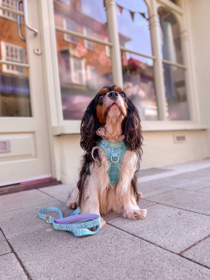 Dog Lead: Belgravia Sweetpea