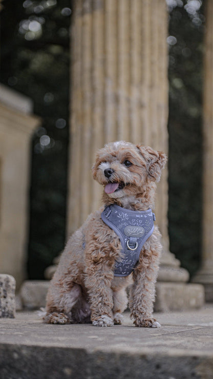Adjustable Dog Harness: Chiswick Dovetail