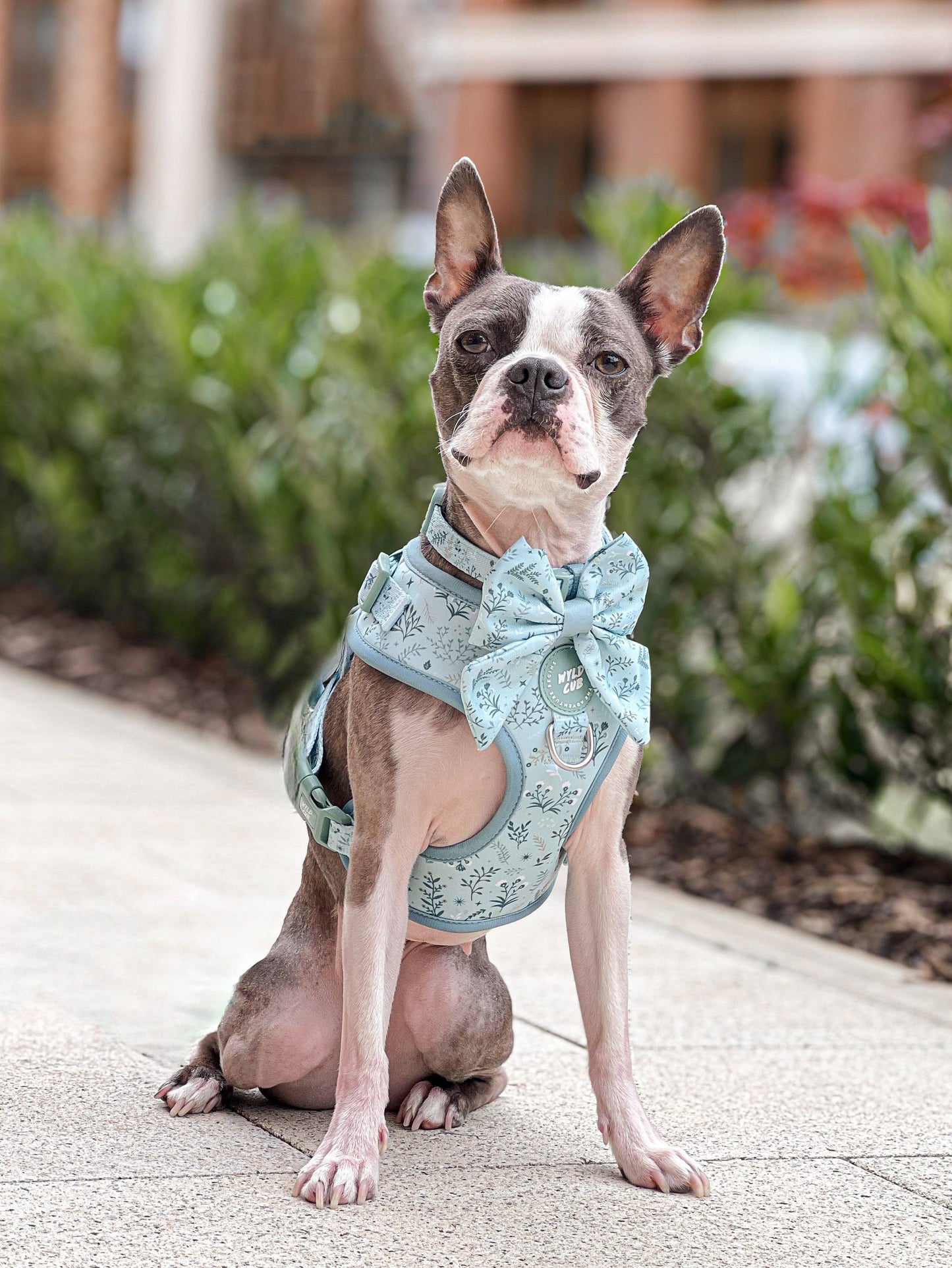 Dog Sailor Bow: Chiswick Pistachio