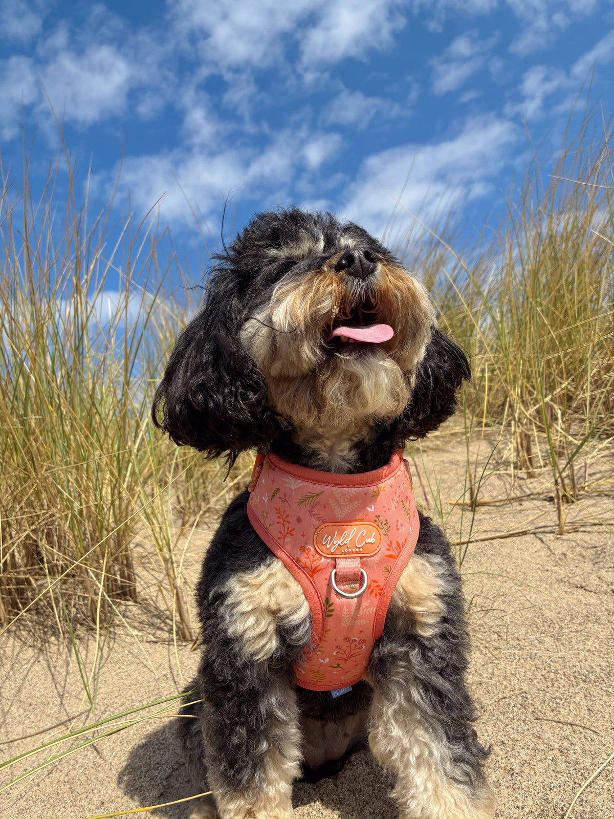 Adjustable Dog Harness: Chiswick Papaya