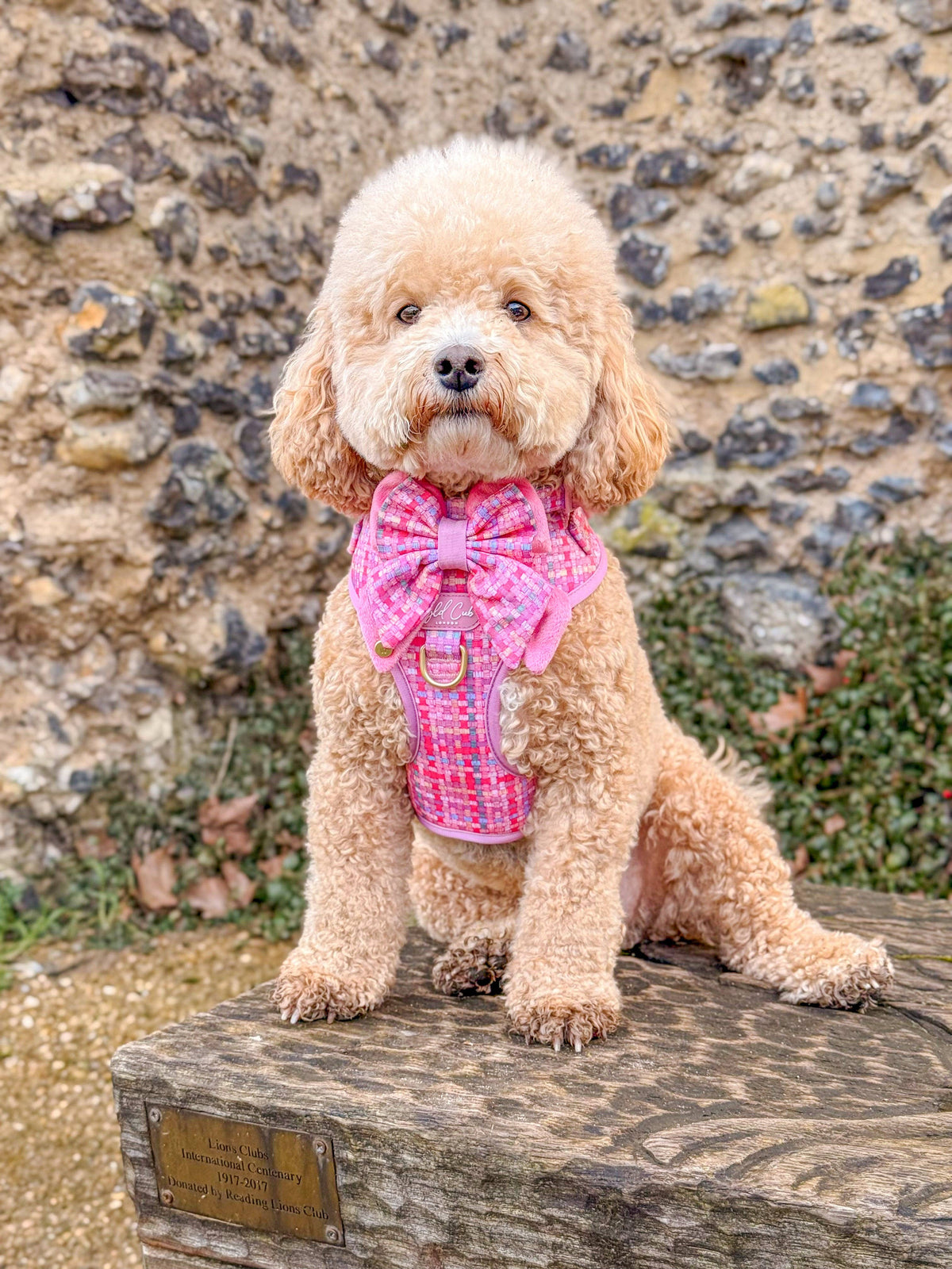 Adjustable Dog Harness: Belgravia Bonbon