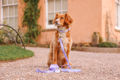 Adjustable Dog Collar: Belgravia Sugarplum