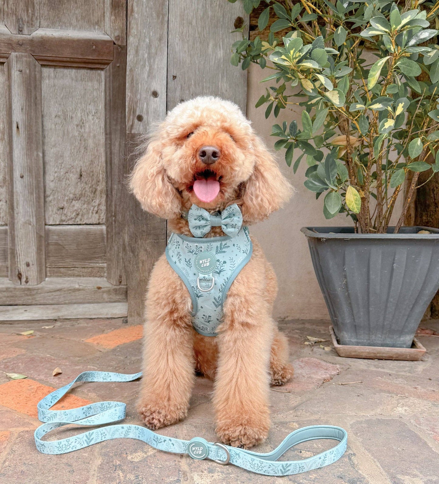 Dog Dickie Bow: Chiswick Pistachio