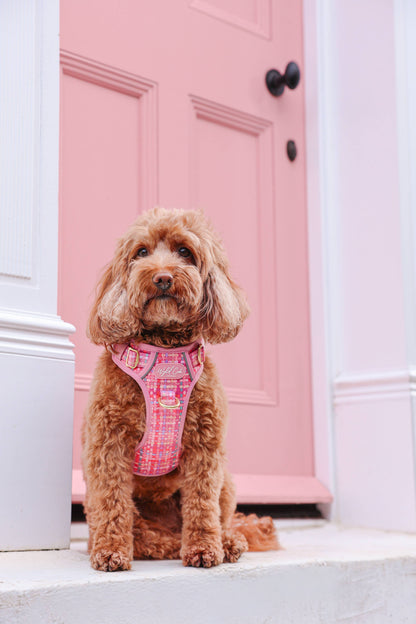 Step & Switch® Dog Harness: Belgravia Bonbon