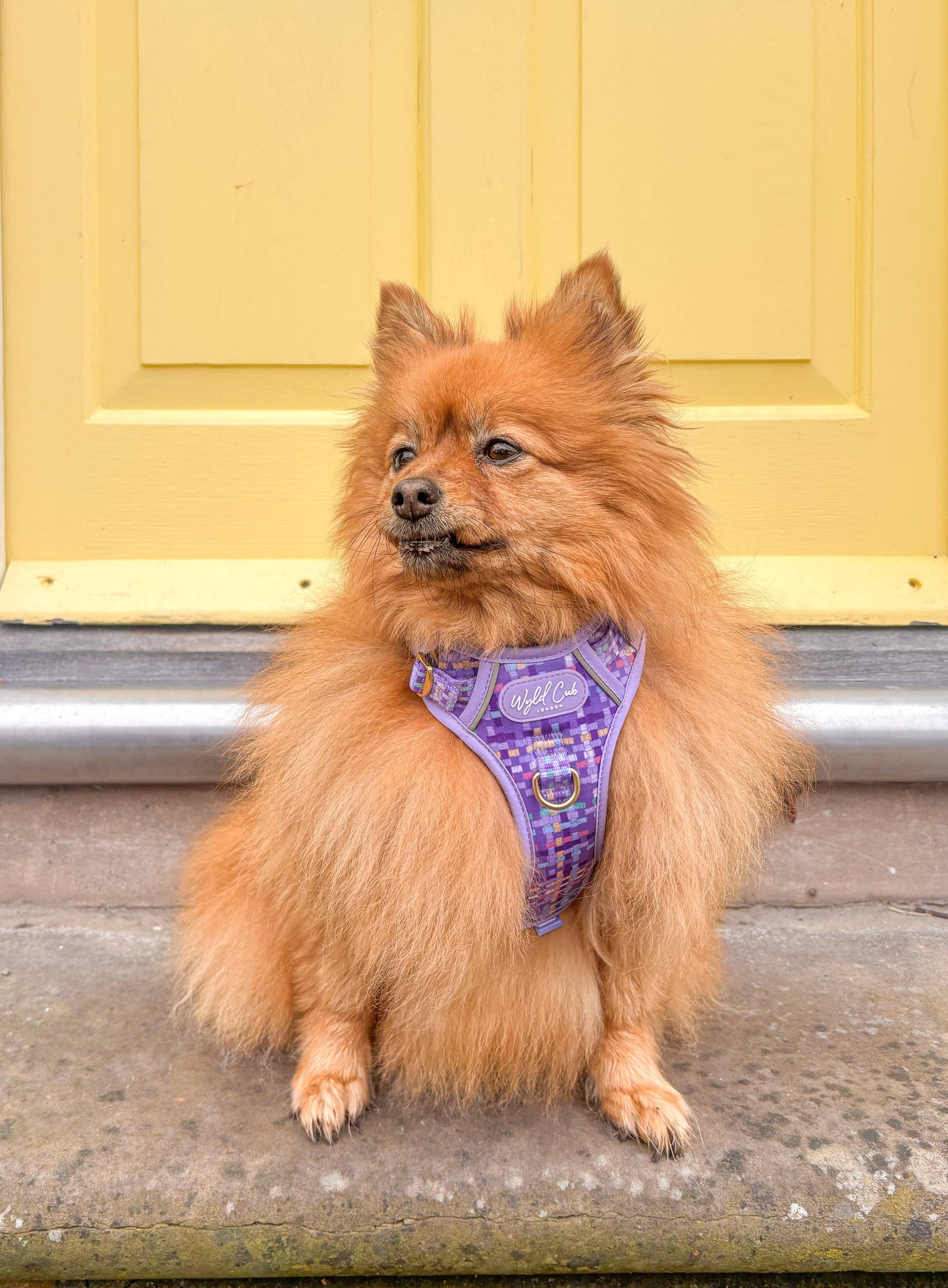 Step & Switch® Dog Harness: Belgravia Sugarplum