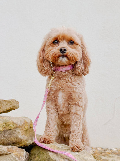 Adjustable Dog Collar: Belgravia Bonbon