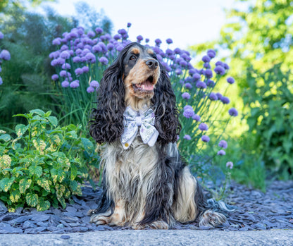Dog Butterfly Bow: Chiswick Thistle