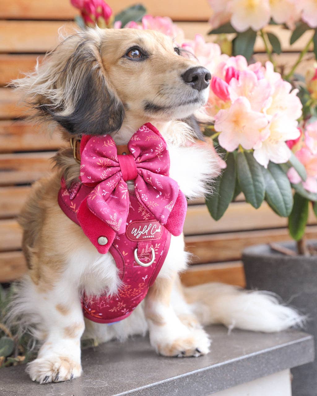 Adjustable Dog Harness: Chiswick Dragonfruit