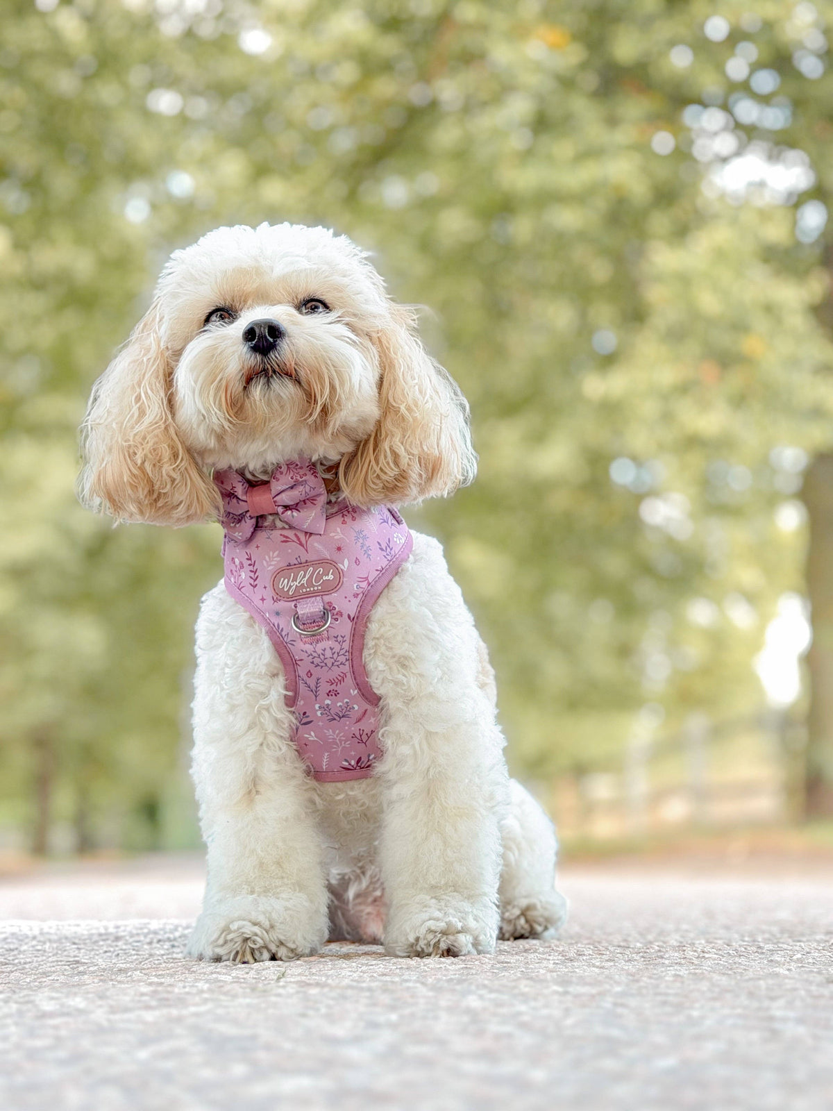 Adjustable Dog Harness: Chiswick Rosewood