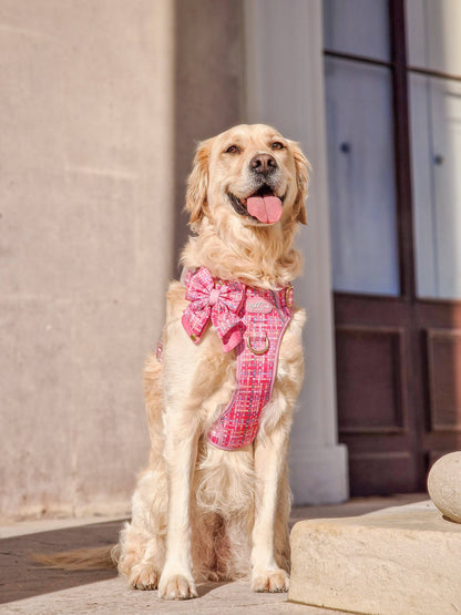Step & Switch® Dog Harness: Belgravia Bonbon