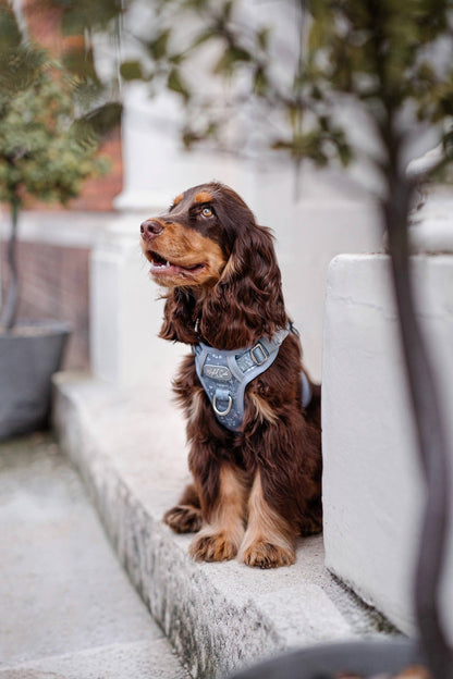 Step & Switch® Dog Harness: Chiswick Dovetail