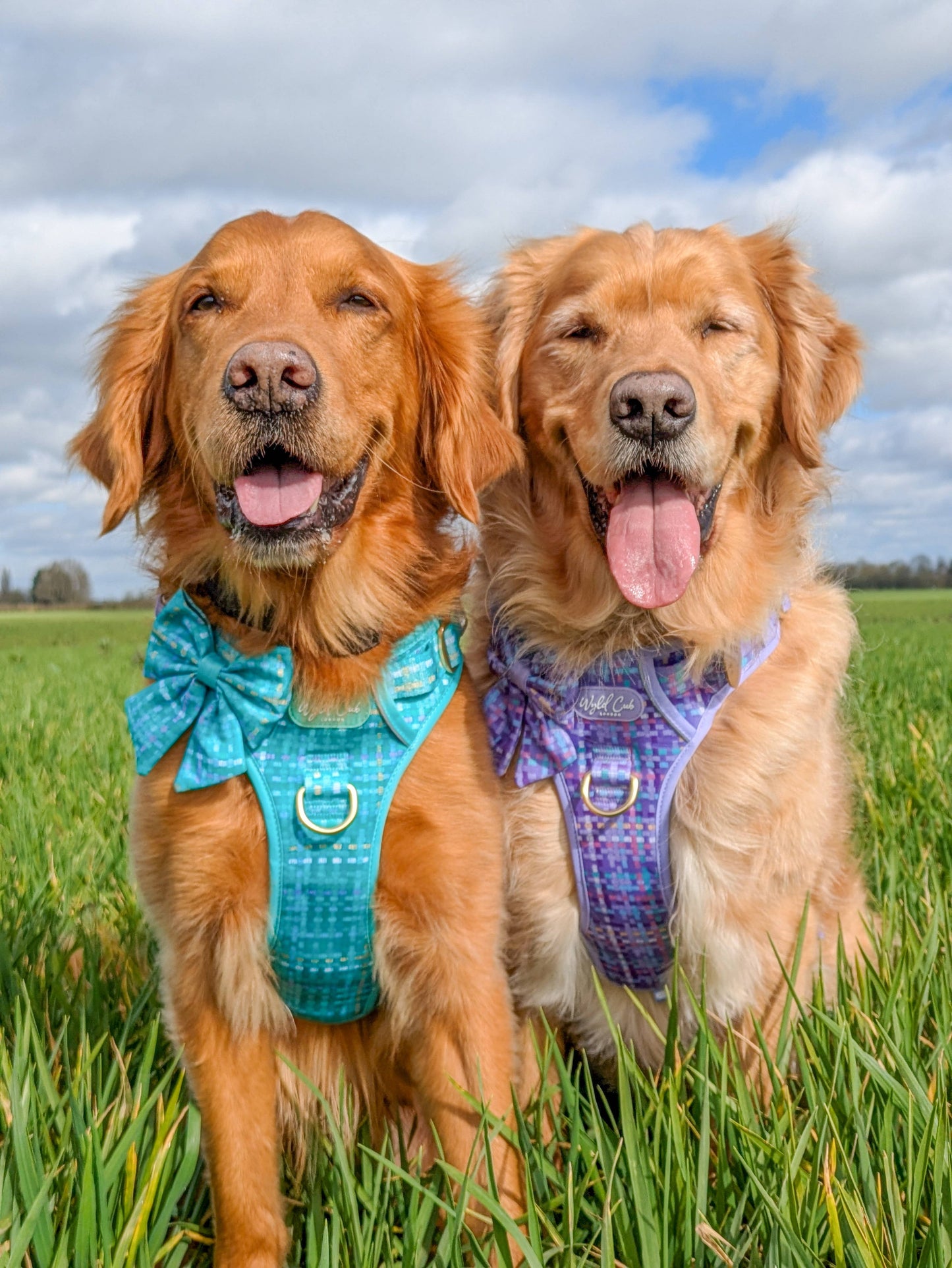 Step & Switch® Dog Harness: Belgravia Sweetpea