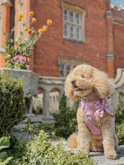 Dog Butterfly Bow: Chiswick Rosewood