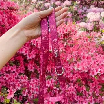 Dog Lead: Chiswick Dragonfruit