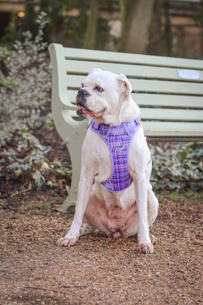 Step & Switch® Dog Harness: Belgravia Sugarplum