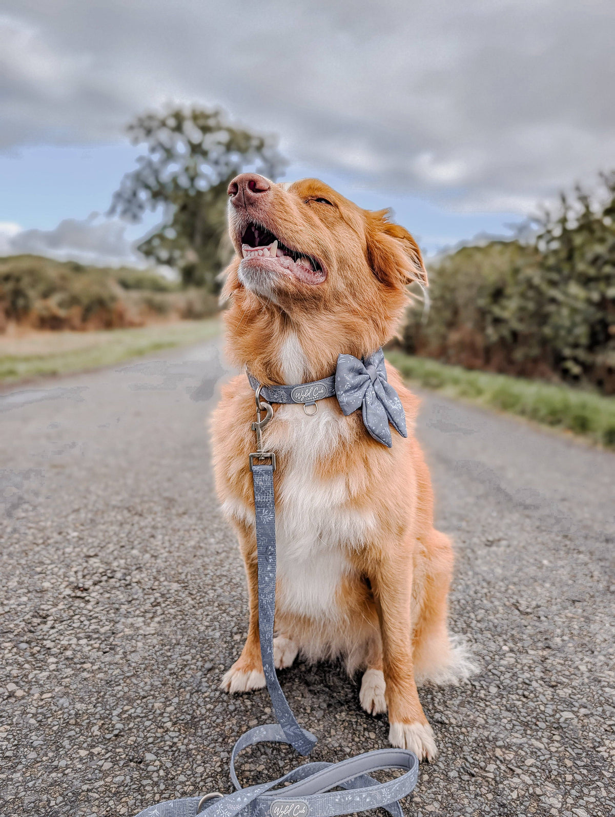 Dog Sailor Bow: Chiswick Dovetail
