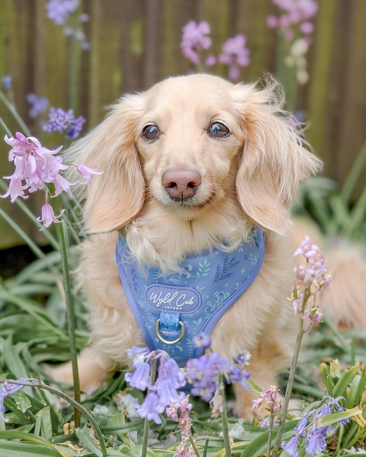 Adjustable Dog Harness: Chiswick Aeris