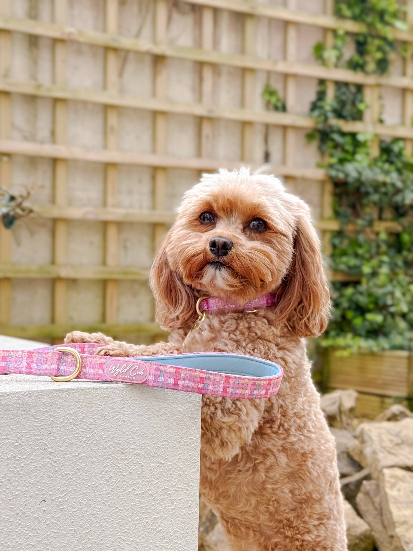 Dog Lead: Belgravia Bonbon