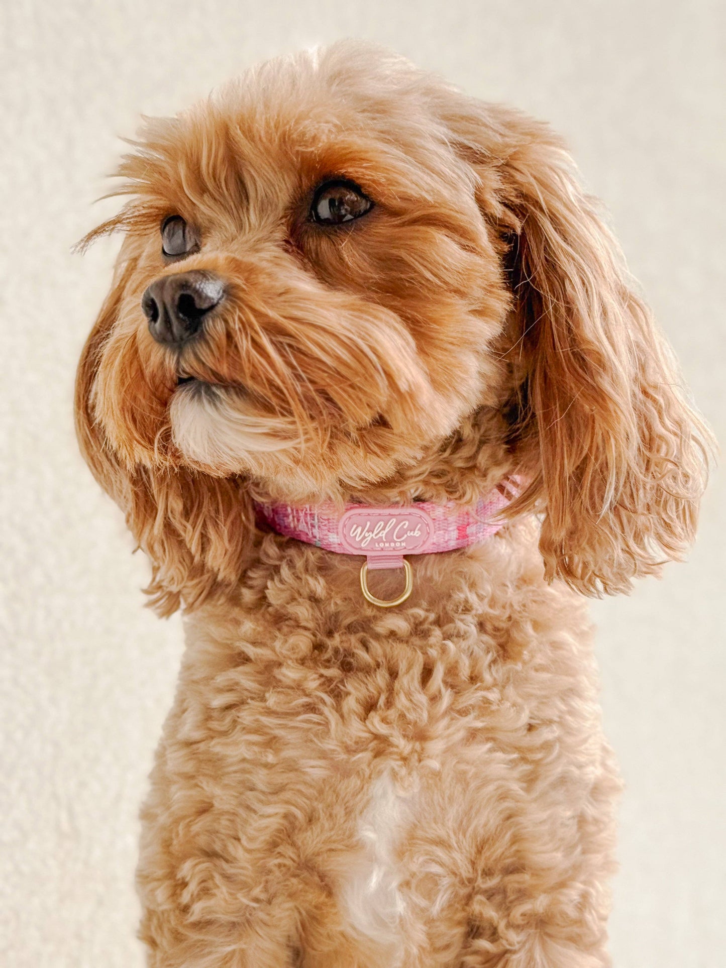 Adjustable Dog Collar: Belgravia Bonbon